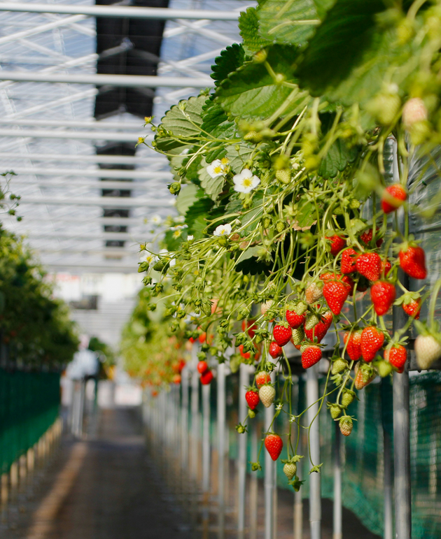 Mountain View Growers